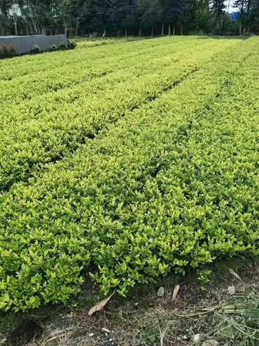 枫树桥新村绿化工程